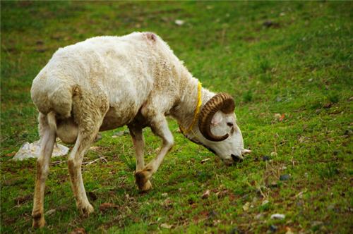 歧路亡羊的意思解释及典故故事