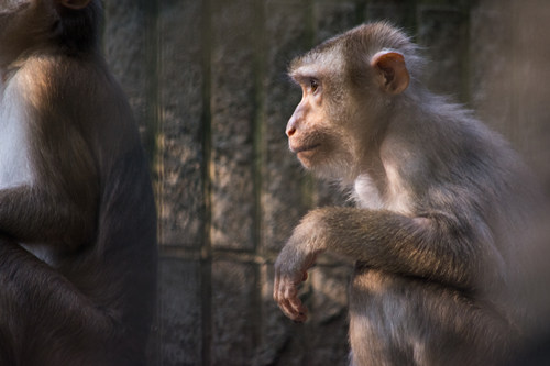 猴的成语汇总 关于猴的成语解释