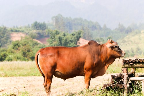 关于牛的成语有哪些