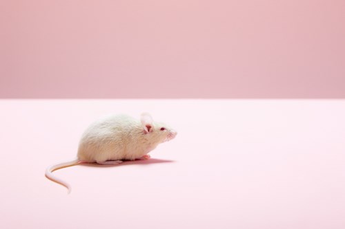 鼠的成语有哪些 鼠字的成语一览